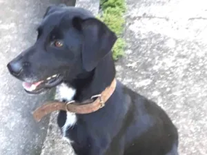 Cachorro raça SRD idade 7 a 11 meses nome Zorro