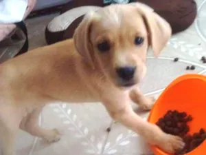 Cachorro raça Srd idade 2 a 6 meses nome Marley