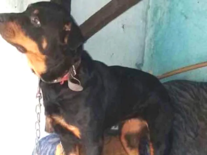Cachorro ra a Rotweiller idade 5 anos nome Valentina