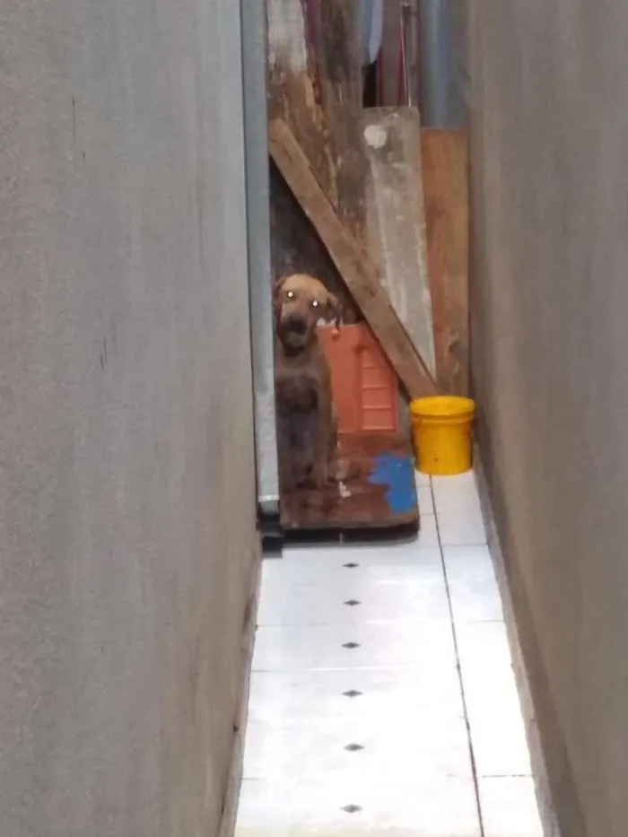 Cachorro ra a vira lata idade 2 a 6 meses nome tobi