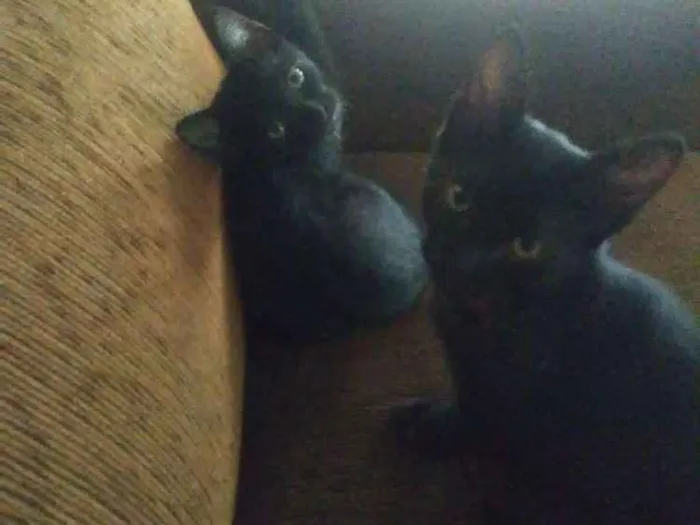 Gato ra a Vira Lata idade 2 a 6 meses nome Dois filhotes 