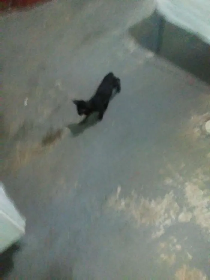 Gato ra a Vira Lata idade 2 a 6 meses nome Dois filhotes 