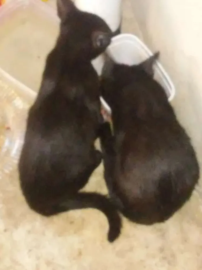 Gato ra a Vira Lata idade 2 a 6 meses nome Dois filhotes 
