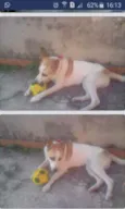 Boy