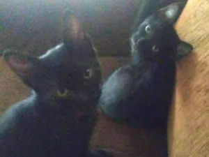 Gato raça Vira Lata idade 2 a 6 meses nome Dois filhotes 