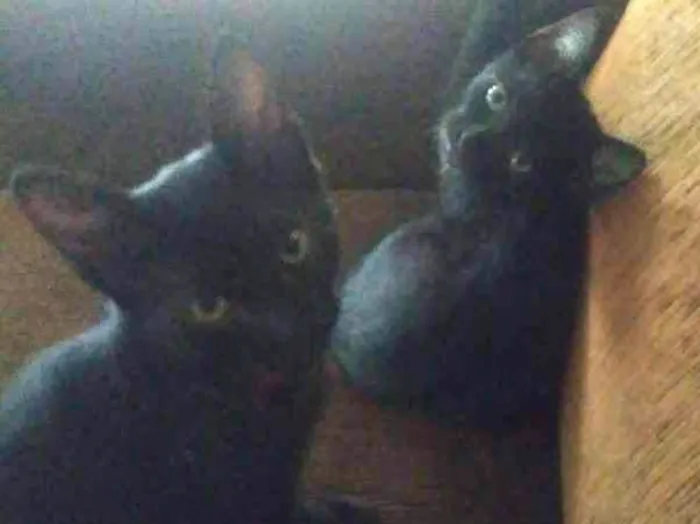 Gato ra a Vira Lata idade 2 a 6 meses nome Dois filhotes 