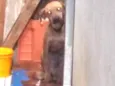 tobi