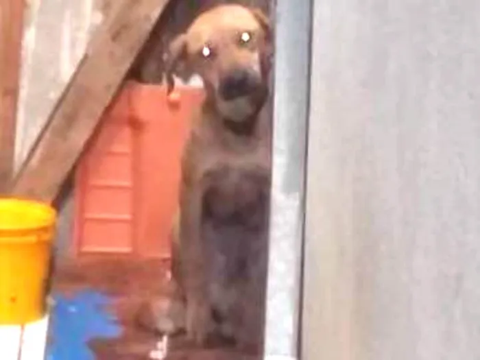 Cachorro ra a vira lata idade 2 a 6 meses nome tobi