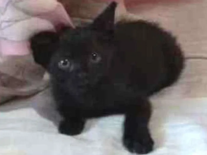 Gato ra a Vira-lata  idade 2 a 6 meses nome Salém e gêmeos