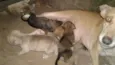 animais recém nascid