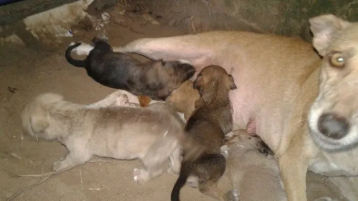 Cachorro raça vira lata idade Abaixo de 2 meses nome animais recém nascid