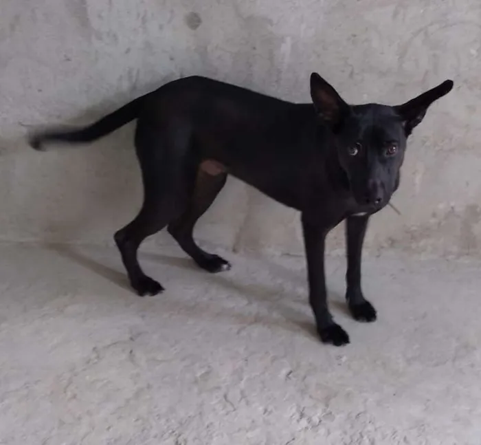 Cachorro ra a SRD idade 1 ano nome Nino