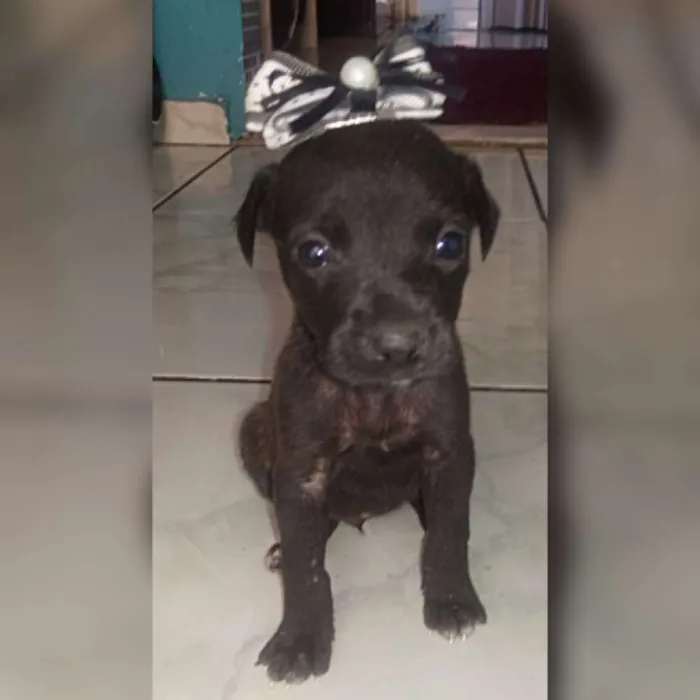Cachorro raça Indefinido  idade Abaixo de 2 meses nome Nao tem 