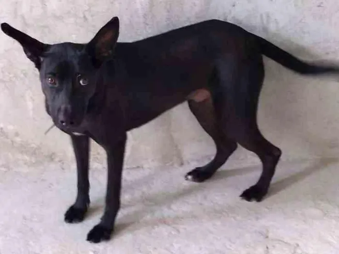 Cachorro ra a SRD idade 1 ano nome Nino