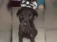 Nao tem 