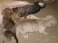 animais recém nascid