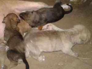 Cachorro raça vira lata idade Abaixo de 2 meses nome animais recém nascid