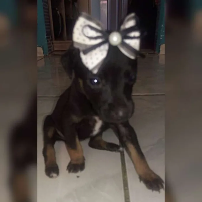 Cachorro raça Indefinida  idade Abaixo de 2 meses nome Nao tem 