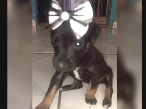 Cachorro raça Indefinida  idade Abaixo de 2 meses nome Nao tem 
