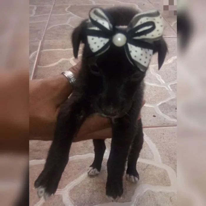 Cachorro raça Indefinido  idade Abaixo de 2 meses nome Sem nome 