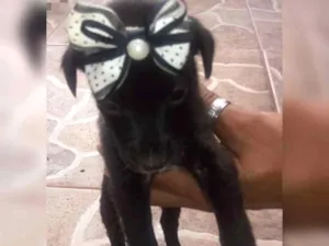 Cachorro raça Indefinido  idade Abaixo de 2 meses nome Sem nome 