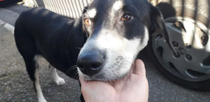 Cachorro ra a Vira latinha idade 1 ano nome Jade