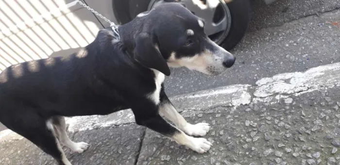 Cachorro ra a Vira latinha idade 1 ano nome Jade