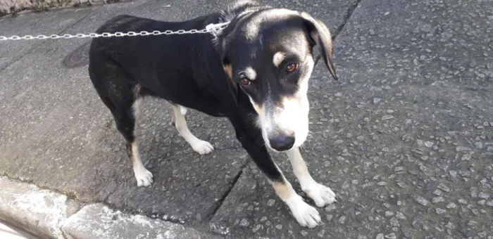 Cachorro ra a Vira latinha idade 1 ano nome Jade