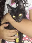 Tekila 