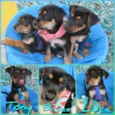 Tony, Bruce e Luca