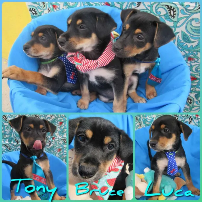Cachorro raça Srd  idade Abaixo de 2 meses nome Tony, Bruce e Luca