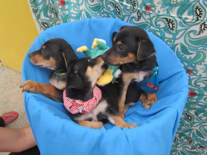 Cachorro raça Srd  idade Abaixo de 2 meses nome Tony, Bruce e Luca