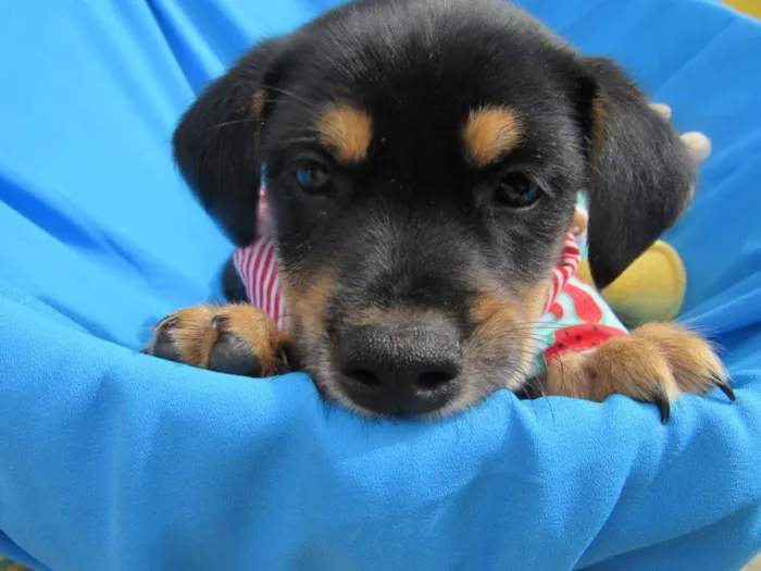 Cachorro raça Srd  idade Abaixo de 2 meses nome Tony, Bruce e Luca