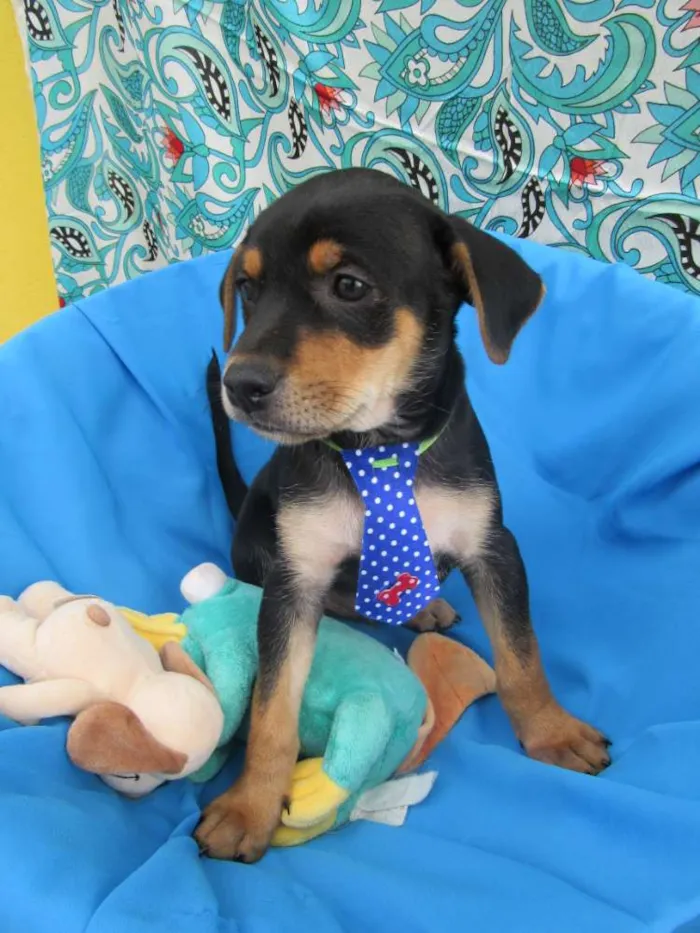 Cachorro raça Srd  idade Abaixo de 2 meses nome Tony, Bruce e Luca