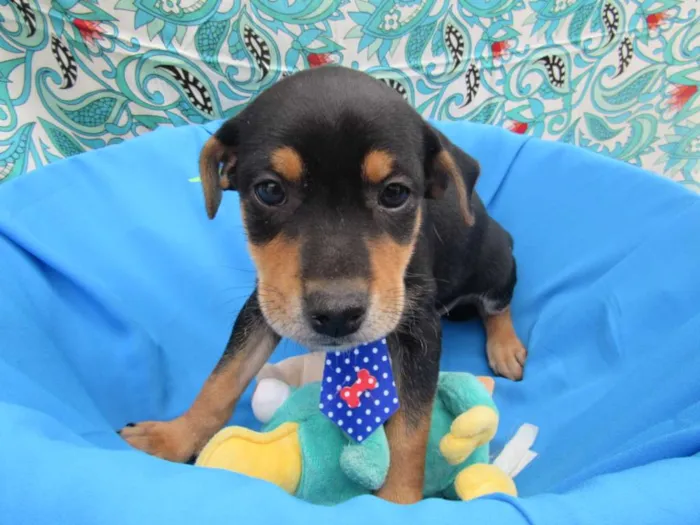 Cachorro raça Srd  idade Abaixo de 2 meses nome Tony, Bruce e Luca