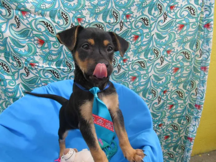 Cachorro raça Srd  idade Abaixo de 2 meses nome Tony, Bruce e Luca