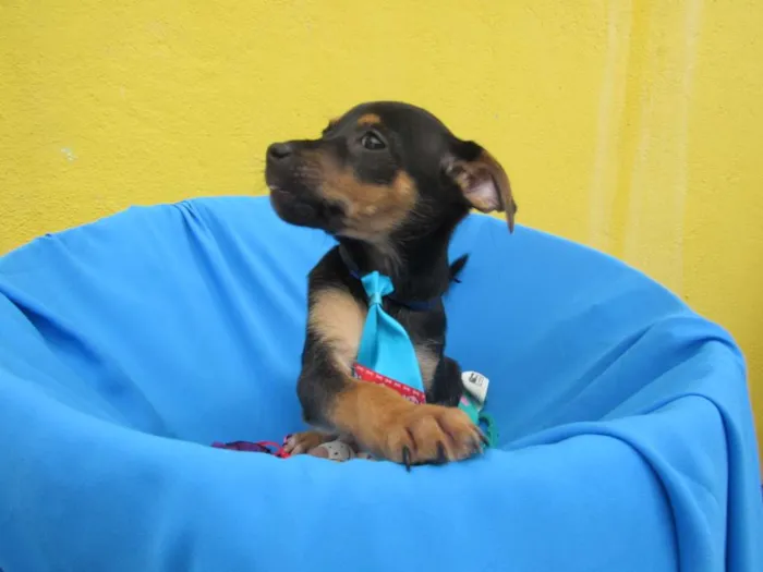Cachorro raça Srd  idade Abaixo de 2 meses nome Tony, Bruce e Luca