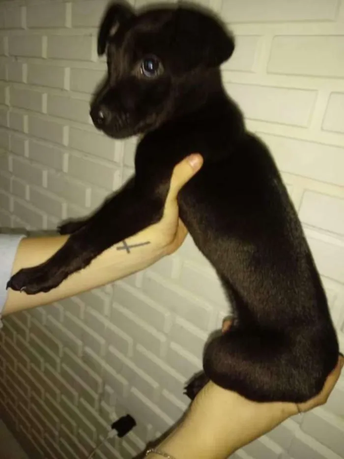 Cachorro ra a Srd idade 2 a 6 meses nome Sem nome