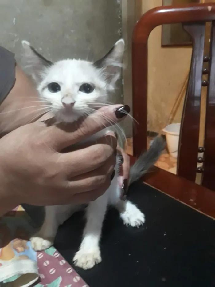 Gato ra a SRD idade 2 a 6 meses nome Ainda não demos nome