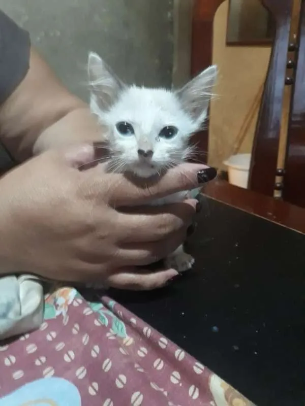 Gato ra a SRD idade 2 a 6 meses nome Ainda não demos nome