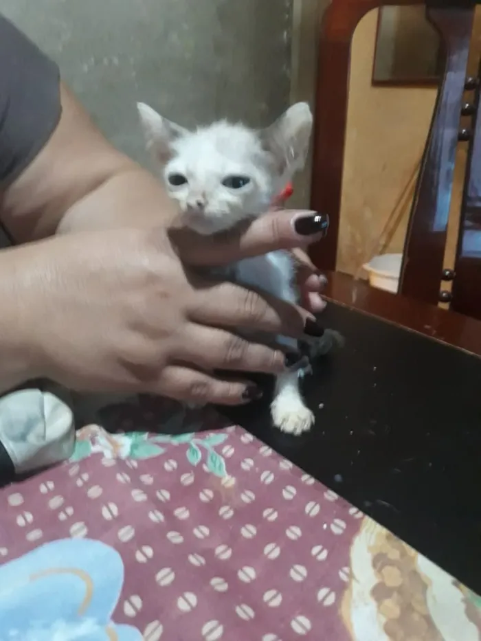 Gato ra a SRD idade 2 a 6 meses nome Ainda não demos nome