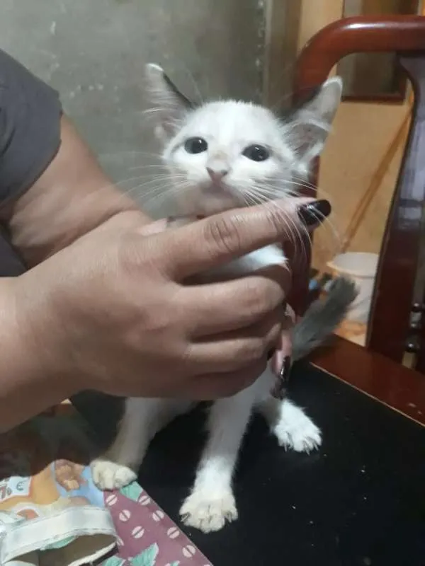 Gato ra a SRD idade 2 a 6 meses nome Ainda não demos nome