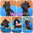 Vitória