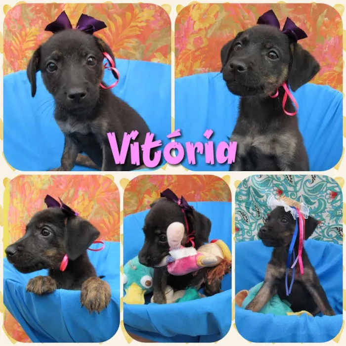 Cachorro raça Srd idade 2 a 6 meses nome Vitória