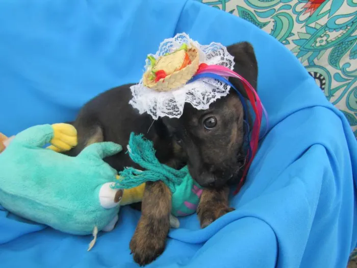 Cachorro raça Srd idade 2 a 6 meses nome Vitória