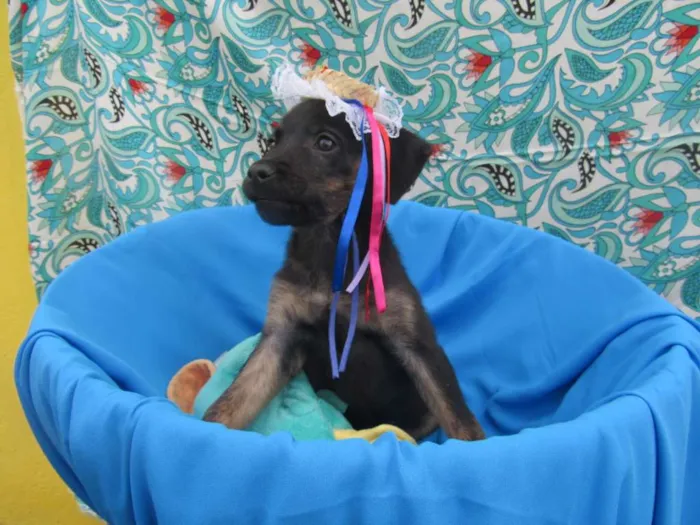 Cachorro raça Srd idade 2 a 6 meses nome Vitória