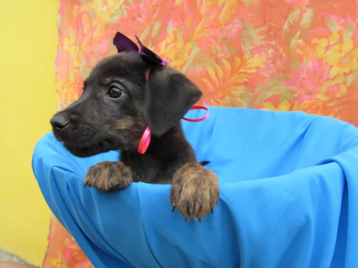 Cachorro raça Srd idade 2 a 6 meses nome Vitória