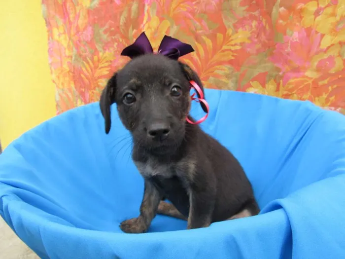 Cachorro raça Srd idade 2 a 6 meses nome Vitória