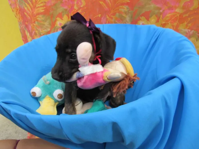 Cachorro raça Srd idade 2 a 6 meses nome Vitória