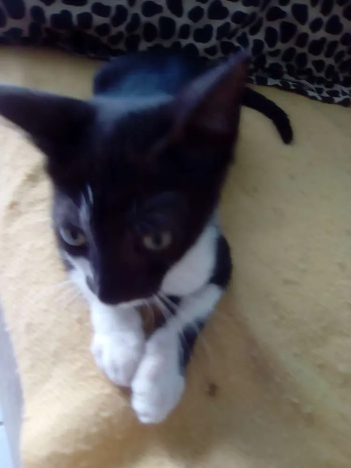 Gato raça Srd idade 2 a 6 meses nome Mia